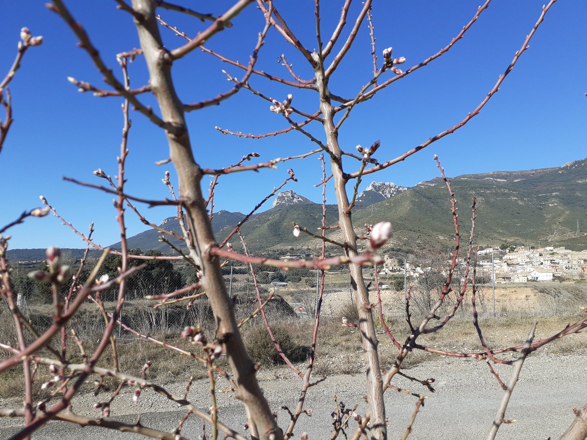pezico1's tweet photo. Paseo matutino por la #SierradeGuara , vista desde el Tiacuto, y almendros en flor! https://t.co/XSbFxsP0rp