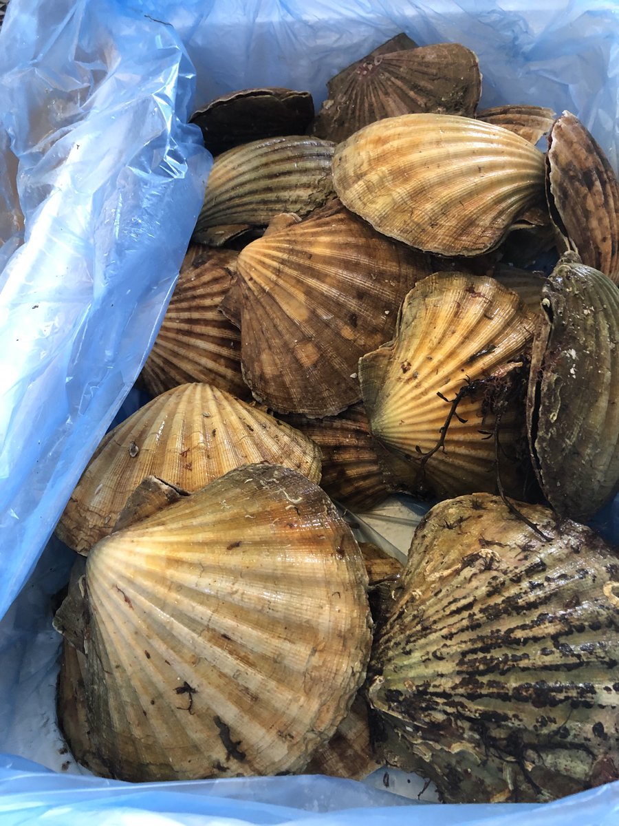 Continibites's tweet photo. ⁦@WelchFishmonger⁩ #beauties #scallops They are massive! Super sweet and delicious (naturally) #loveoursuppliers #CannonballRestaurant https://t.co/Wf3s9hRyT6