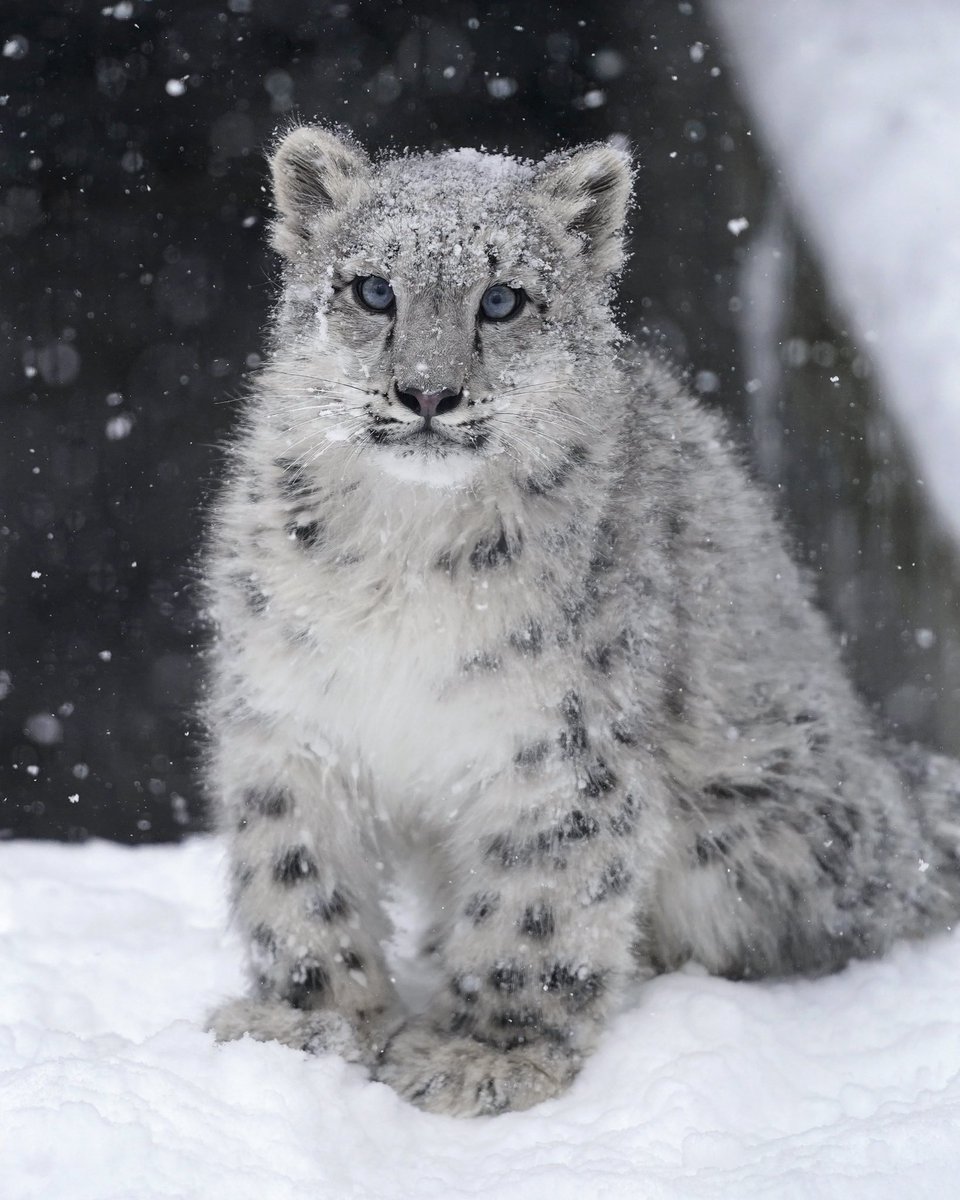 RikuLite's tweet photo. やっぱり、雪の日のユキヒョウ撮影は、テンションがあがります。
#旭山動物園 #ユキヒョウ https://t.co/MAVBUofzbY