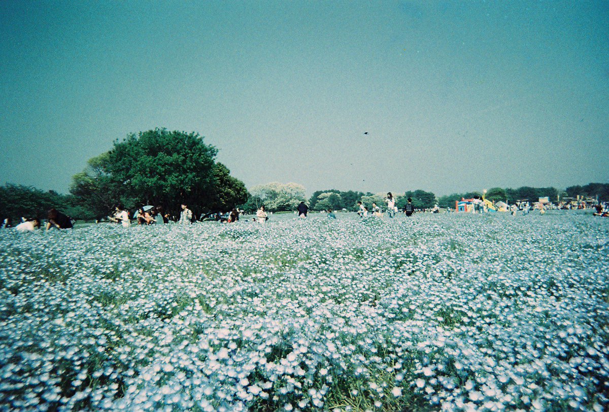 mana_a_s's tweet photo. 高校の卒業式のときに買った写ルンですをやっと現像🥸🌷笑。高校のときの写真は、真っ暗で写ってなかった😢室内やったけんかなぁ🤧写ルンですたのし〜〜〜🎞#写ルンです https://t.co/sroM8Q3glO