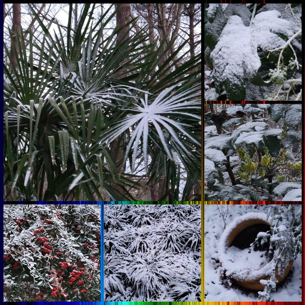 N_a_n_c_yBrown's tweet photo. #SixOnSaturday a dusting of ❄️ ❄️ ❄️ for a 3rd weekend #InTheGarden with #Palm, #FatsiaJaponica, #YellowHolly, anxious for spring garden #pottery, a grouping of #Lirope (#MonkeyGrass) & Red-Orange berries of #Pyracantha.
SouthernSnow ❄️ ❄️ ❄️
#NaturePhotography https://t.co/JLNTzUZ5YZ