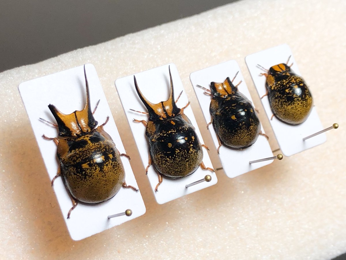 ギンポ堂クワガタマルカメムシと南米の甲虫 ギンポ堂クワガタマルカメムシと南米の甲虫 ギンポ堂クワガタ