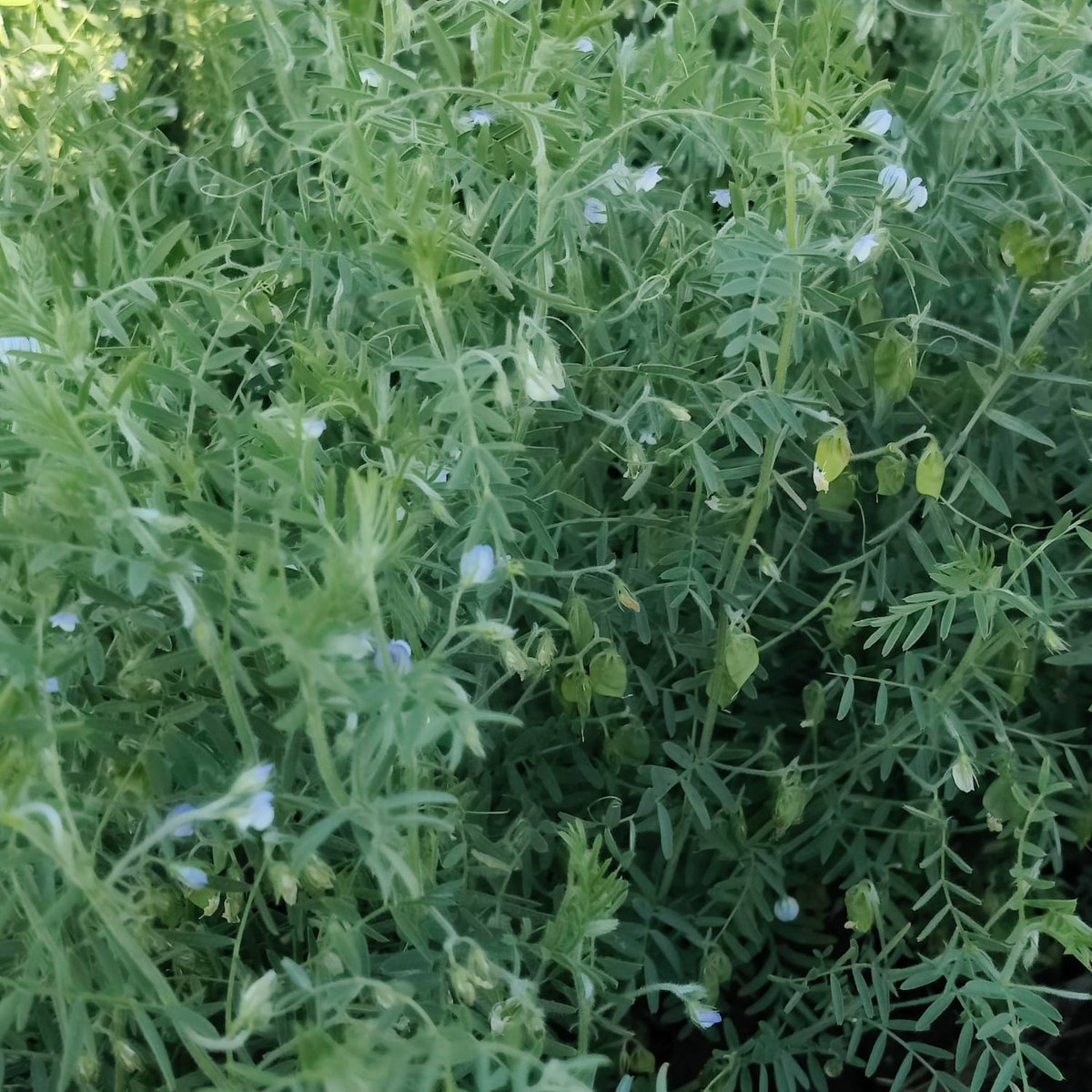 harsharai009's tweet photo. What are these #lentils fields telling us ??  

#madhyapradesh 
#rabicrop #pulses 
#harvestdelayed https://t.co/g8WwR4XZvt