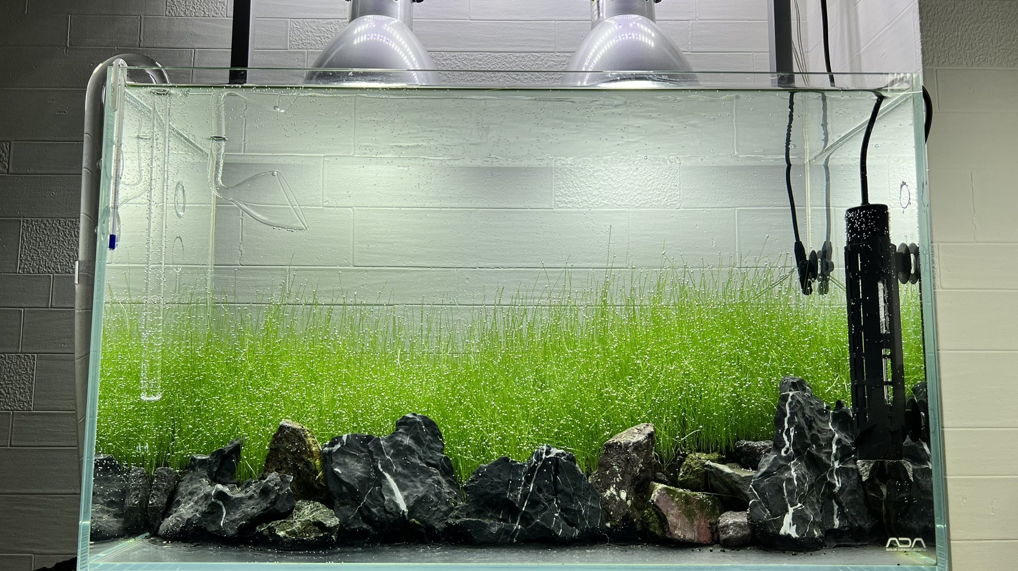 お買い得モデル 水槽セット 60cm Ada エーハイム 魚用品 水草 Stmatthewurbana Org