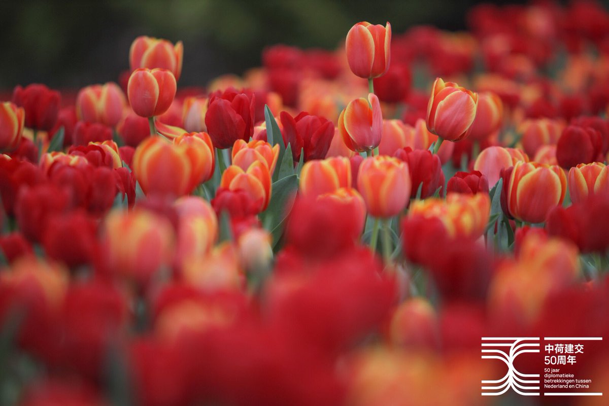 Today we inaugurated our public-private "Netherlands Flower Installation" on the occasion of 50 years of diplomatic relations between the Netherlands and China. #Guangzhou the first leg of its nationwide #China tour! <a href="/NLinChina/">Embassy of the Netherlands in Beijing</a> <a href="/NLNetherlands/">Netherlands</a>