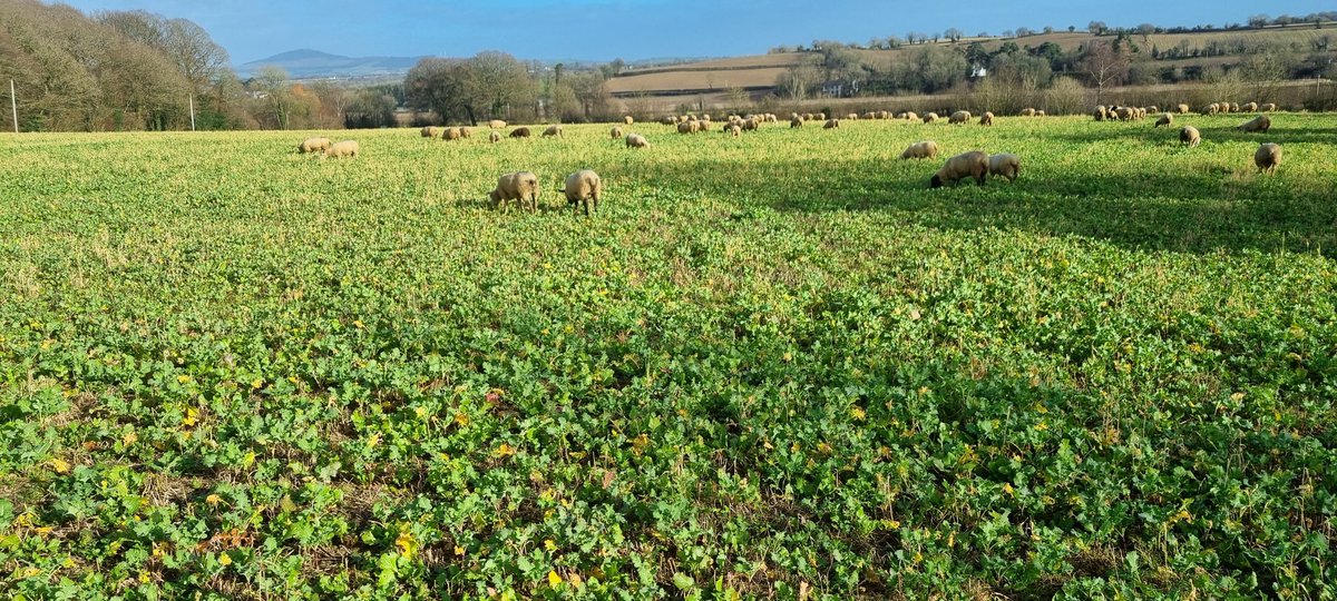 Another field of recycled ♻️ nutrients back into healthy soil and onto the next field of glas grazer <a href="/DLF_IRL/">DLF Seeds IRL</a> #sheep #ProtectOurSoil #sustainability