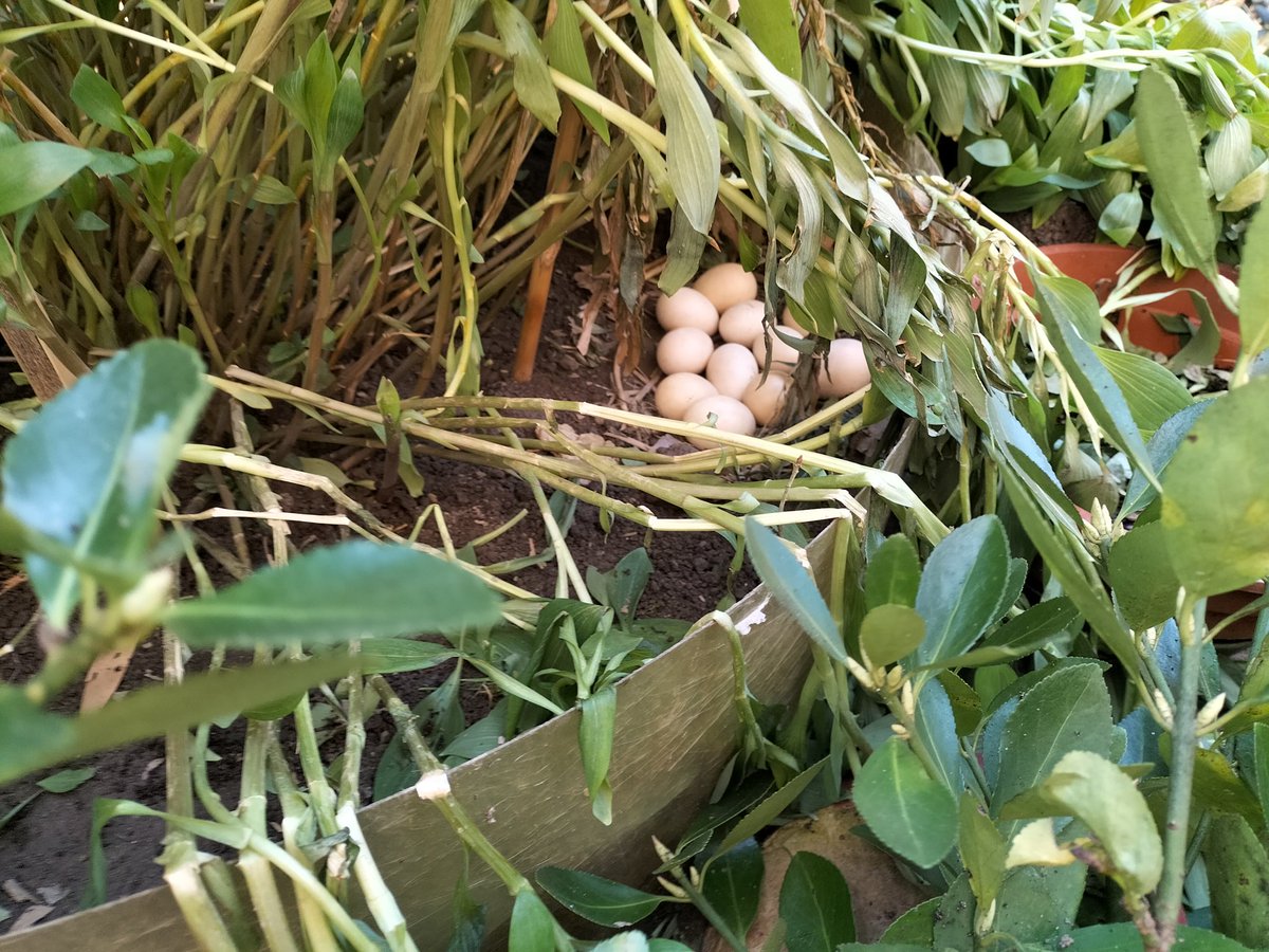 Nidi di Felix 

#felix #gallina #nido #uova #aziendamarconato