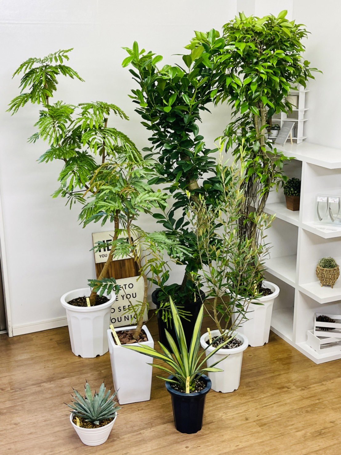 観葉植物のお店 E Ran Eran002 Twitter