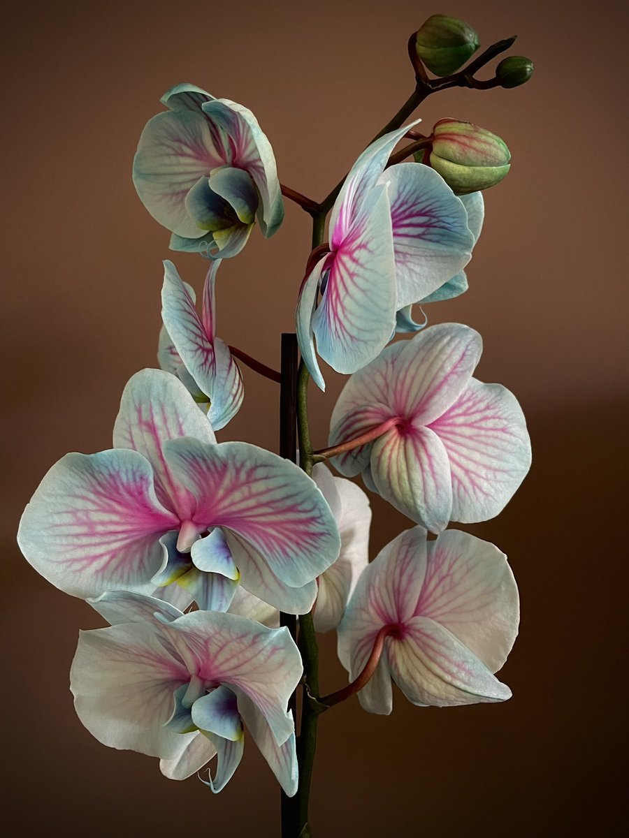 New orchid in the family 🤩 It looks gorgeous 😎#orchid #flowerphotography #houseplants