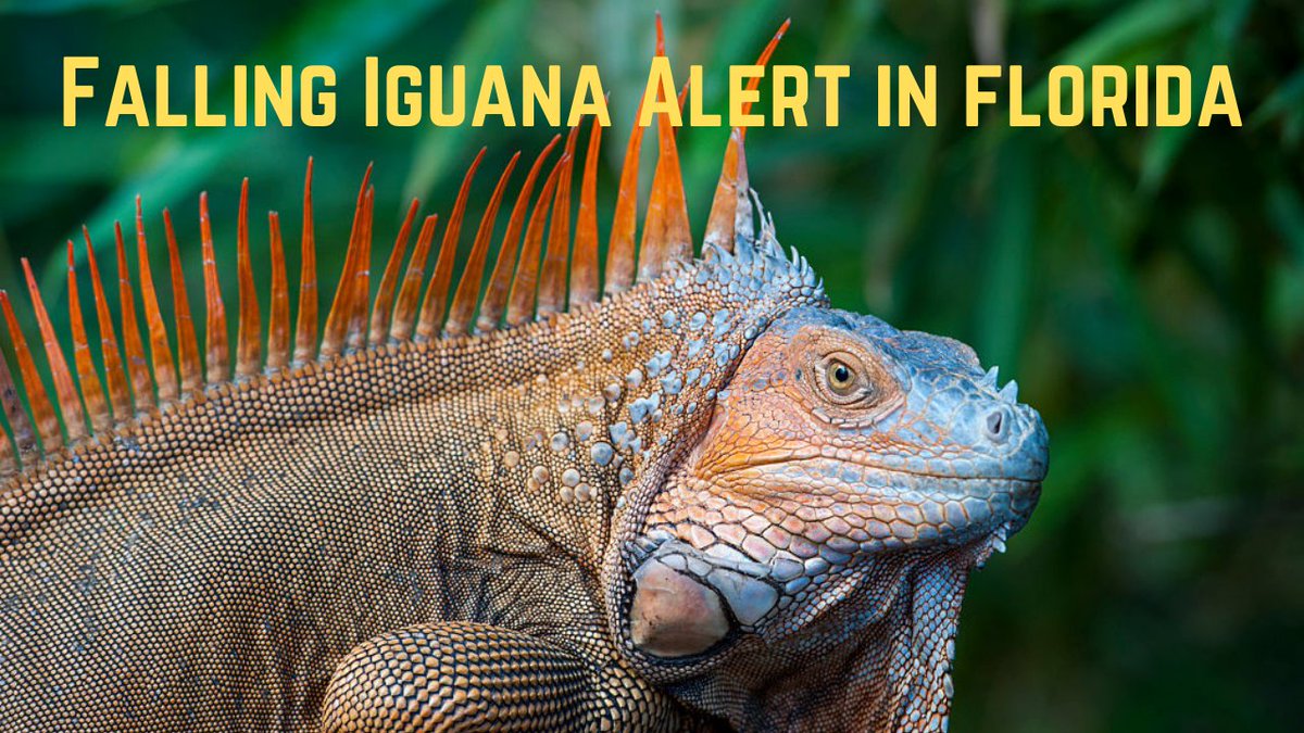 Fil_Can's tweet image. Falling Iguanas In Florida 2022 Are frozen And Falling From Trees #Short youtu.be/9SMRJ1jsZrg via @YouTube