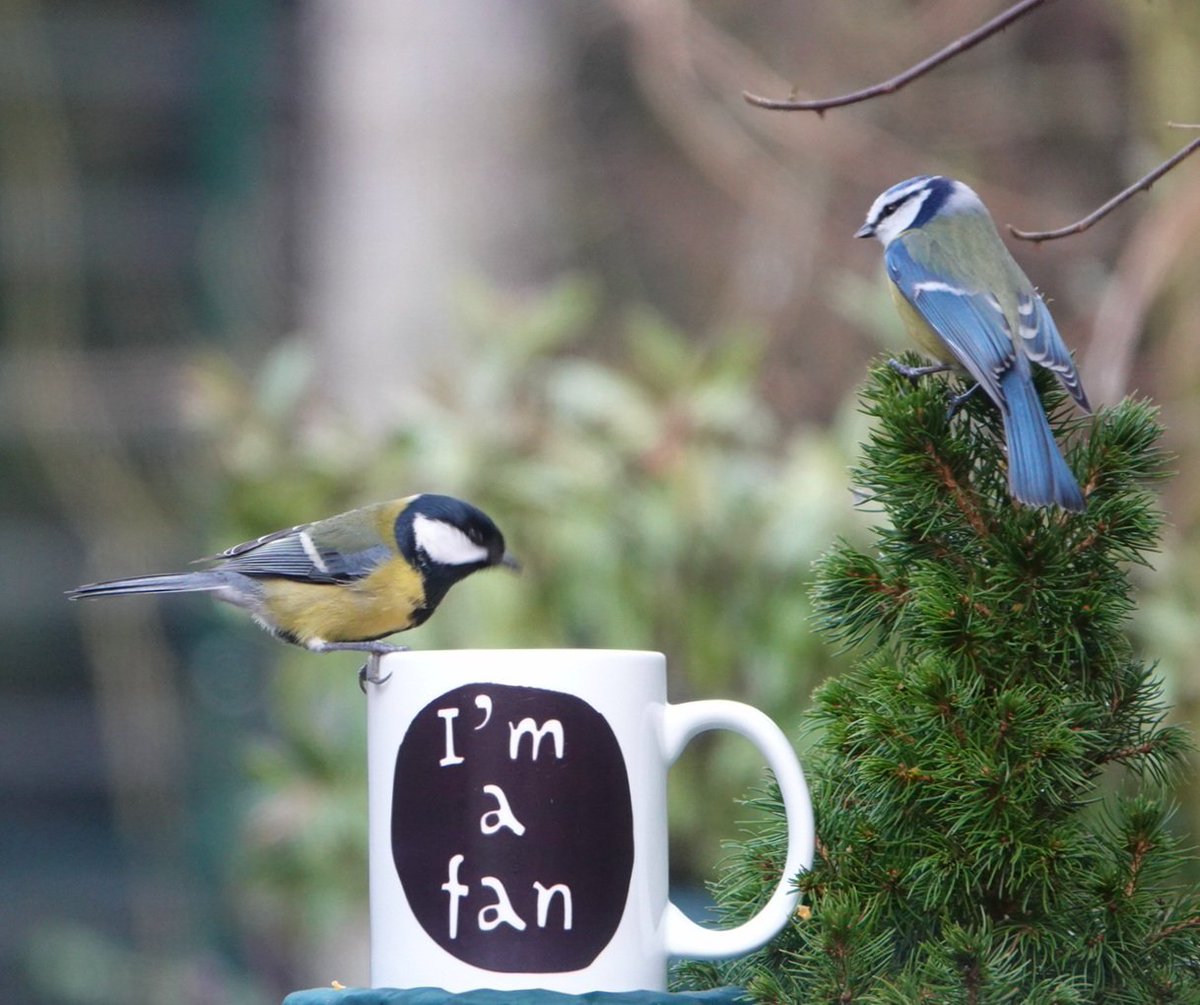 Vanmiddag heb ik meegedaan met de Tuinvogeltelling. Het resultaat:
Mussen, roodborst, heggenmus,  pimpelmeesjes, koolmezen, vink en een merel.
#vogeltelweekend @vogelbescherming #daspasgrunnen <a href="/rtvnoord/">RTV Noord</a> @ocredactie #vogels #tuinvogels #Roodeschool #Tuinvogeltelling
