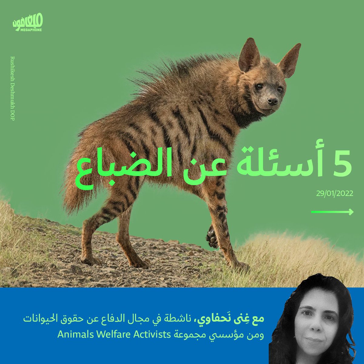 بعيداً عن خُرافات تحقير #الضِباع، تُعتبر هذه الحيوانات «قمّامات الطبيعة»، كونها تنظّف المساحات البريّة من الجيَف. لكن الدور الفريد الذي تمتاز به الضِباع في الدورة الإيكولوجية لم يحمِها من بطش بعض الصيّادين.
./1
<a href="/awalebanon/">Animals Welfare Activists</a> <a href="/GhinaNahfawi/">Ghina</a> 
#اوقفوا_قتل_الضباع #لبنان #الضباع_المخططة