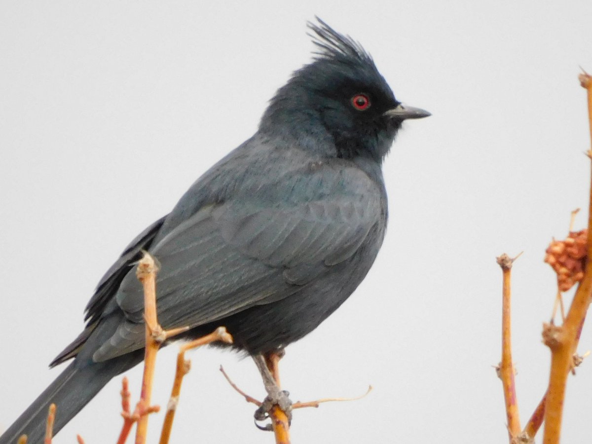 tphilographics's tweet photo. Phainopepla, January 2022
#wildlife #vegas #lasvegas #birds #birding #desert #nature https://t.co/vdaSyQILO8