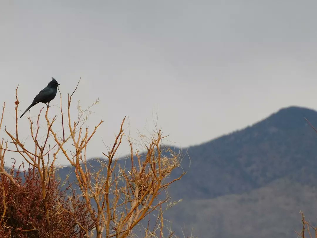 tphilographics's tweet photo. Phainopepla, January 2022
#wildlife #vegas #lasvegas #birds #birding #desert #nature https://t.co/vdaSyQILO8