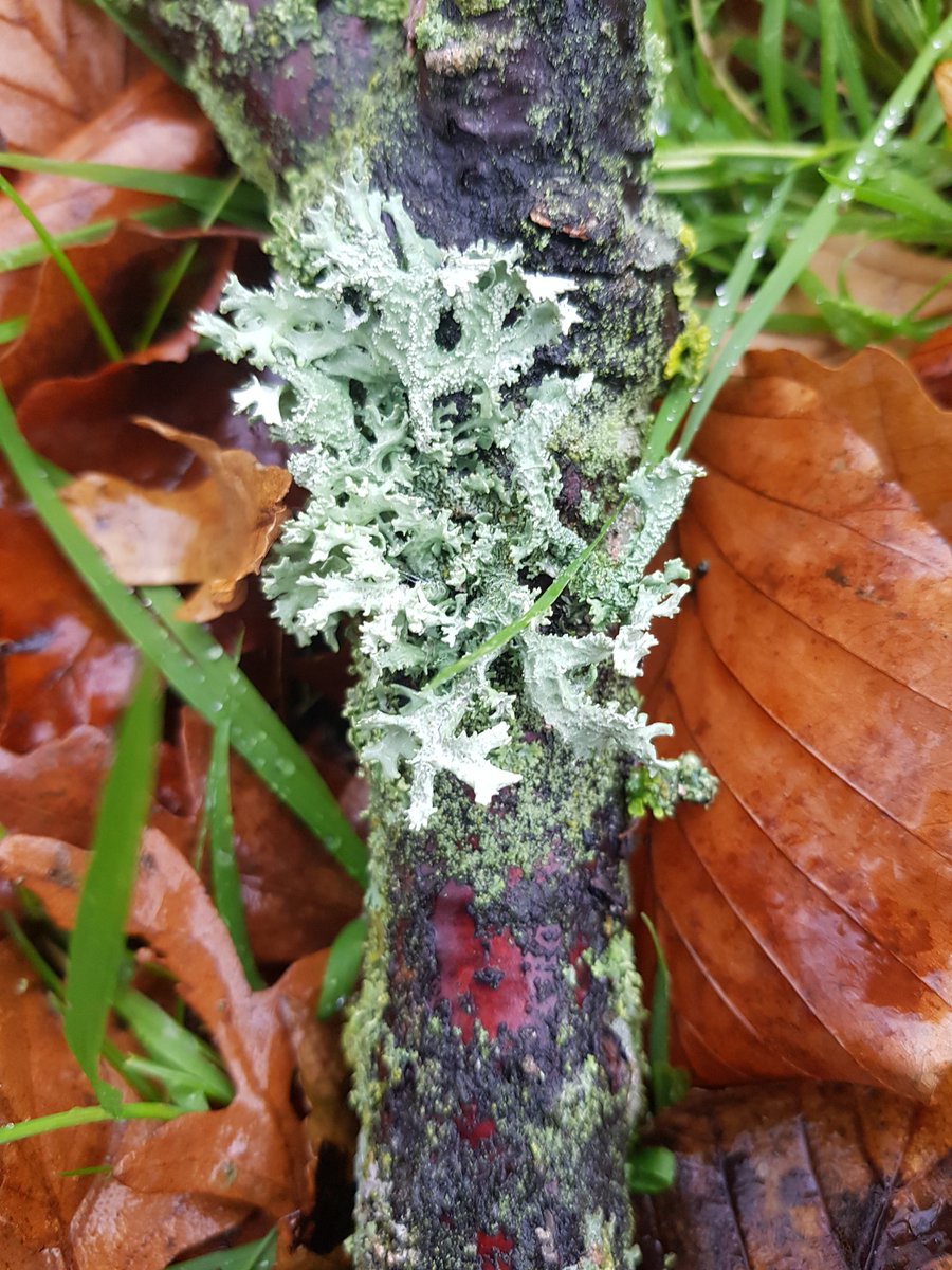 WayneyyW's tweet photo. Who would've thought a simple stick could be so amazing☺️😳😍
#StickSaturday #moss #lichen #fungi #NaturePhotography #nature #NatureBeauty https://t.co/fAe8leWsBE