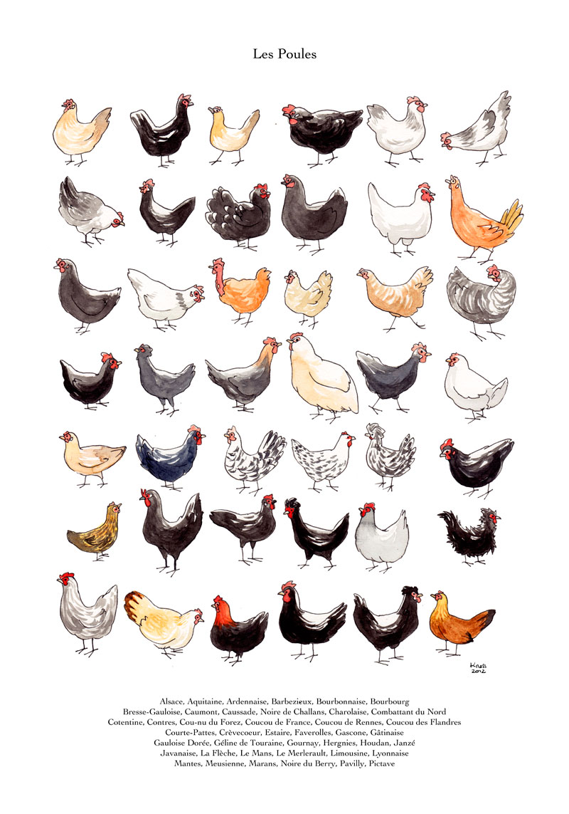 _kness's tweet photo. I have this thing with cute animals and grids. 
It began with this chicken painting, let me check, 10 years ago. 

42 Frrench Chicken Breeds https://t.co/HP6Nl9R2bf