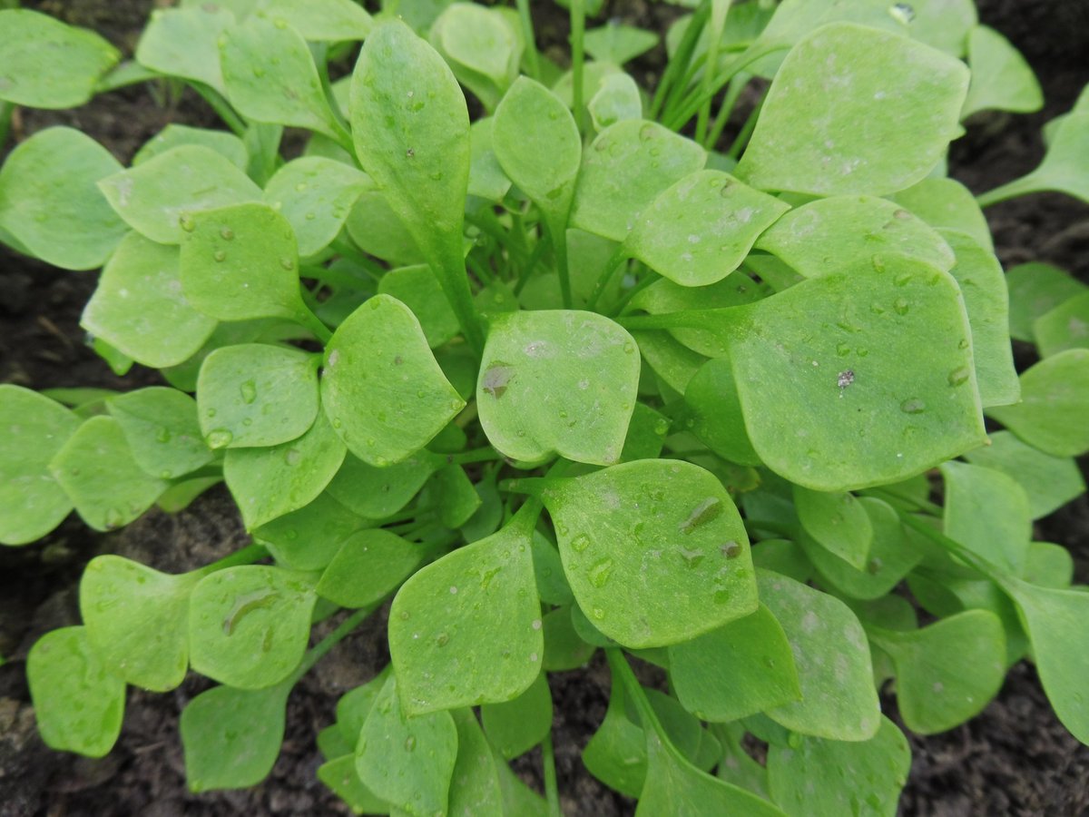 Winterpostelein, een groente die je in de winkel niet zo vaak tegenkomt. We telen het op Elsgeesterhof.
En als bonus kun je het hele proces van zaaien tot oogsten volgen en zelf de lekker maaltje plukken. 
#vanvoorhoutsebodem #duurzaamteylingen #degroeneuitdaging #bollenstreek