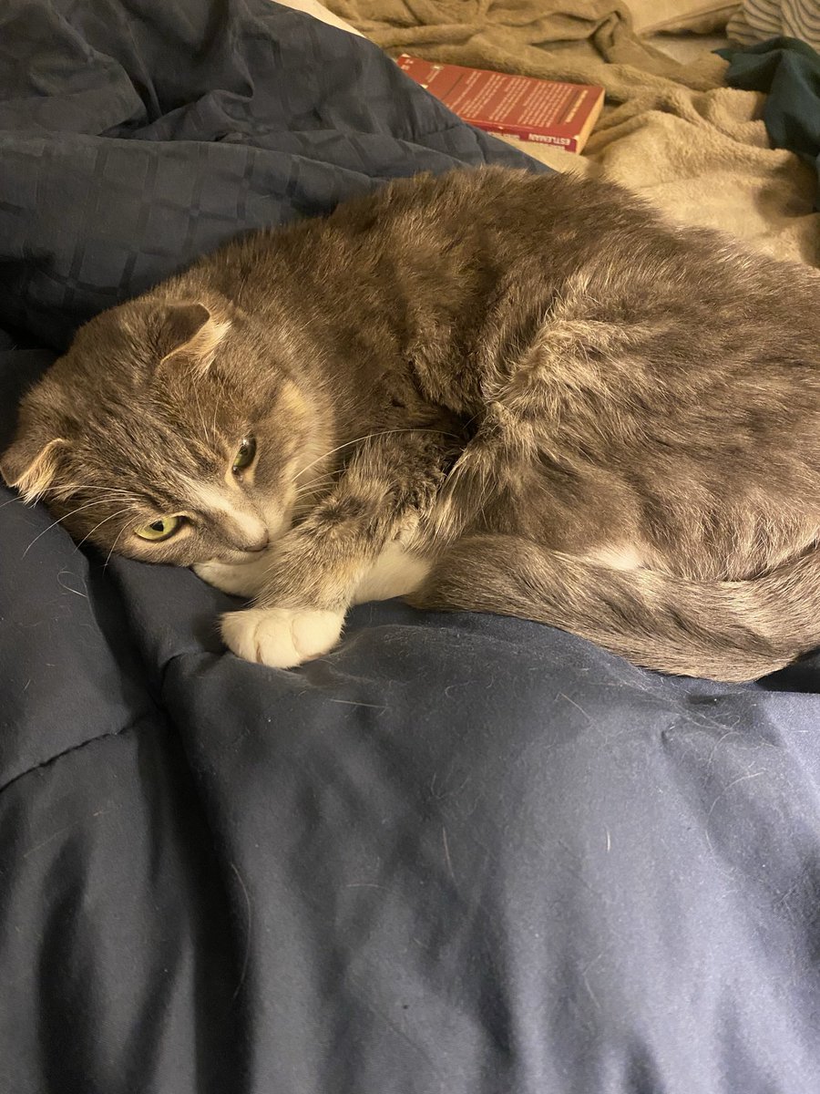 SkyrimWidow's tweet photo. Happy #Catuday Skyrim and ESO fam! Show me pictures of your Khajiit. Here’s my tired little Khajiit, Penelope. https://t.co/LsksRvUU8n