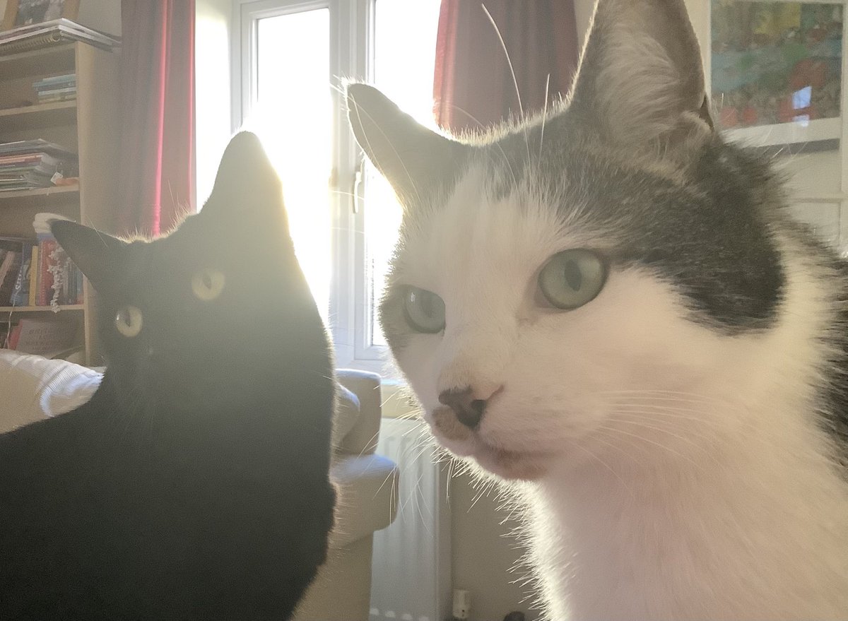 #Caturday Not often do you spot these two sitting next to each other…#little&amp;large