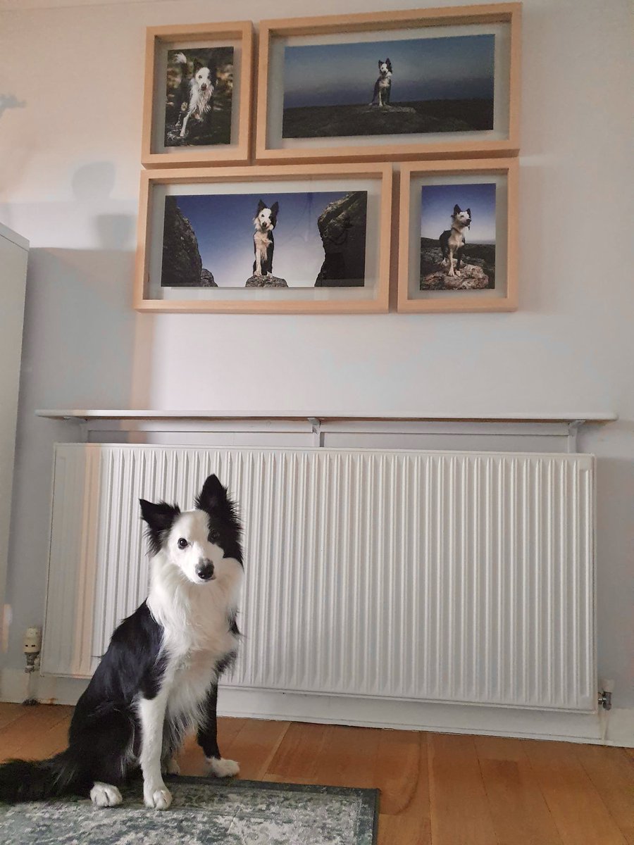 My pawrents have had some photos done of me - I have my own wall now!!