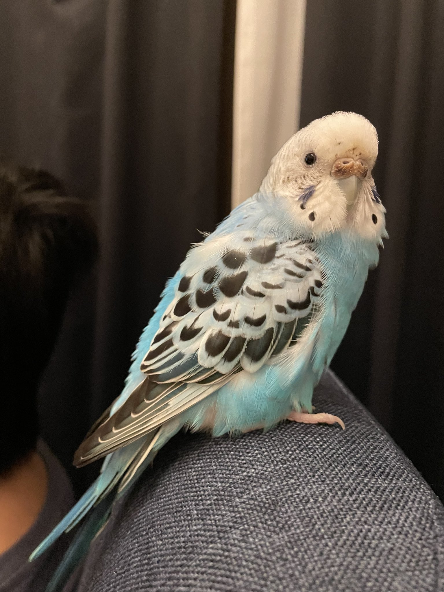 水色のセキセイインコさがしてます 家で飼っているインコが脱走しました 東京都江東区大島5丁目付近です 名前はナッツです 指パッチンとか音に反応してピ って鳴きます セキセイインコにしてはすごく重いです 見かけたら連絡お願いします ご協力 水色のセキセイインコさがしてます 家で飼っているインコが脱走しました 東京都江東区大島5丁目付近です 名前はナッツです 指パッチンとか音に反応してピ って鳴きます セキセイインコにしてはすごく重いです 見かけたら連絡お願いします ご協力