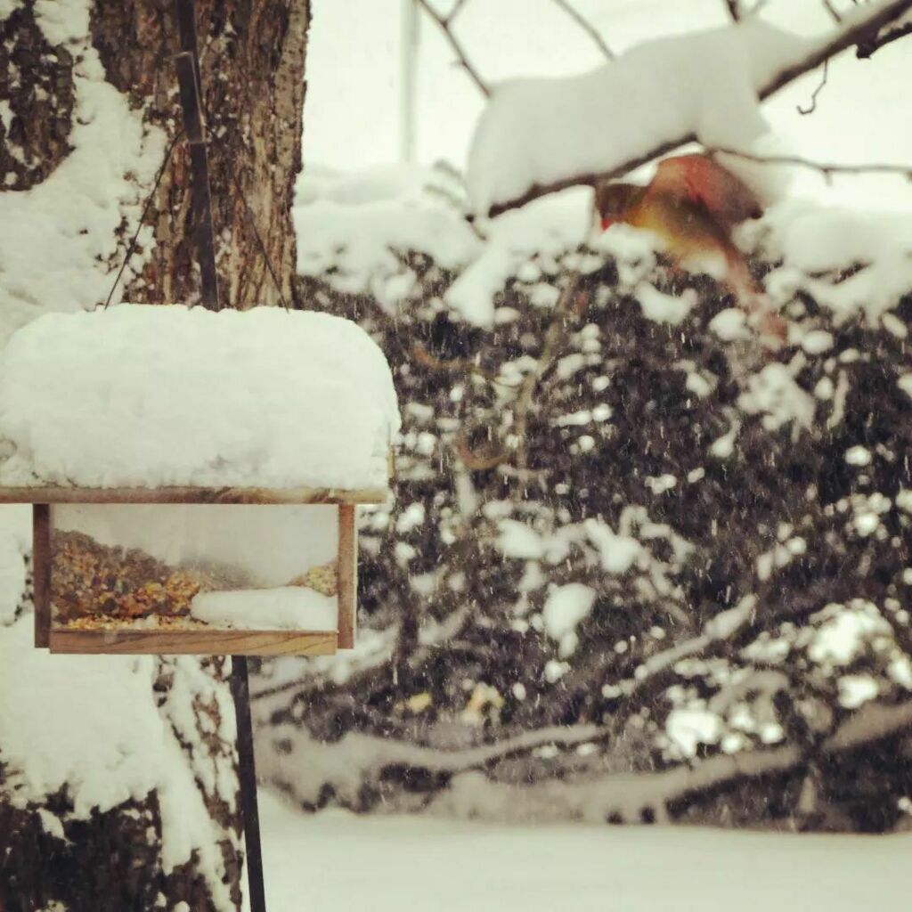 NoHope4Me's tweet photo. The Cardinal, "coming in hot" 

#crfgn 
#snowday 
#cardinal 
#birdfeeder 
#pictureoftheday https://t.co/FpDP4SWa4C