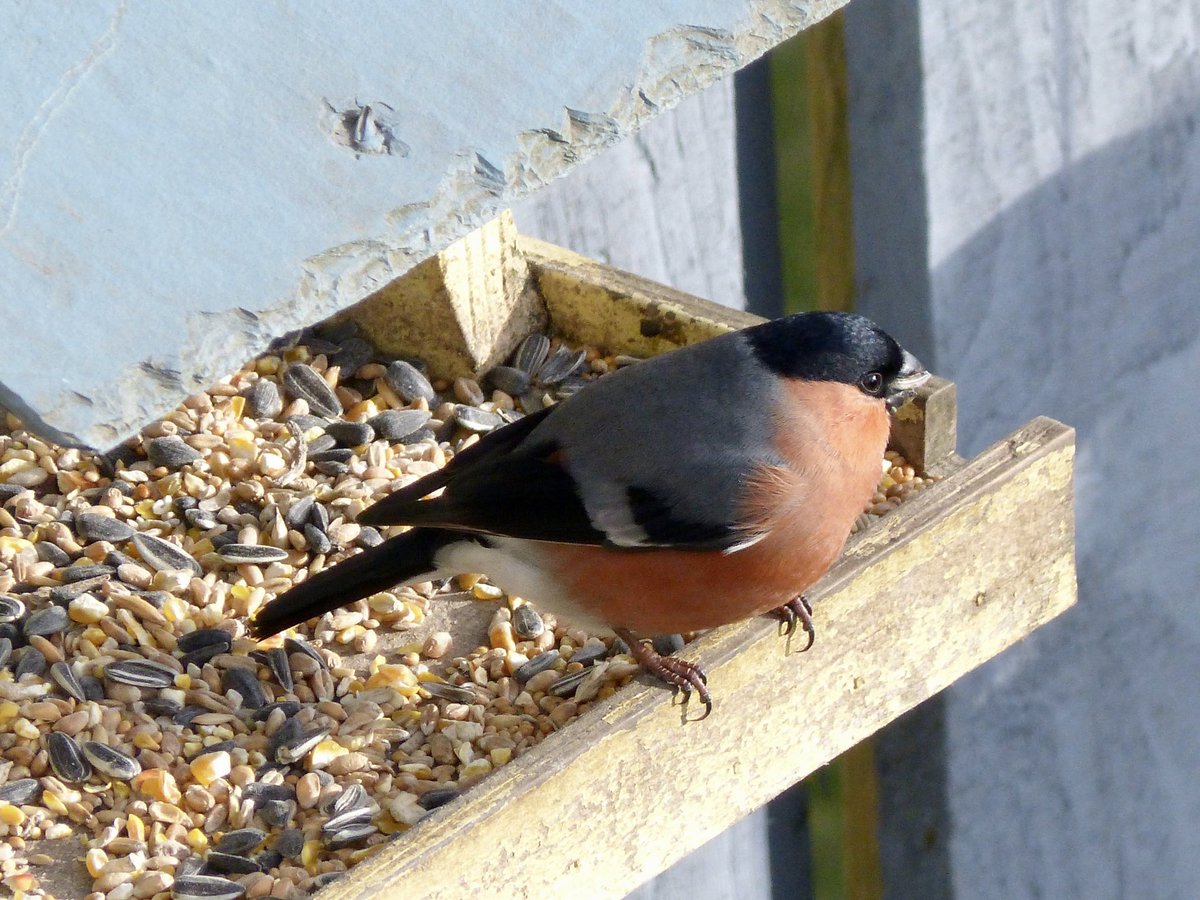 student_enviro's tweet photo. Love seeing these guys in the garden.. just stunning, gorgeous birds!
#birdwatching #Winterwatch #BirdsofTwitter #bullfinch #BigGardenBirdWatch #NaturePhotography #nature https://t.co/AfPwvsGKnX