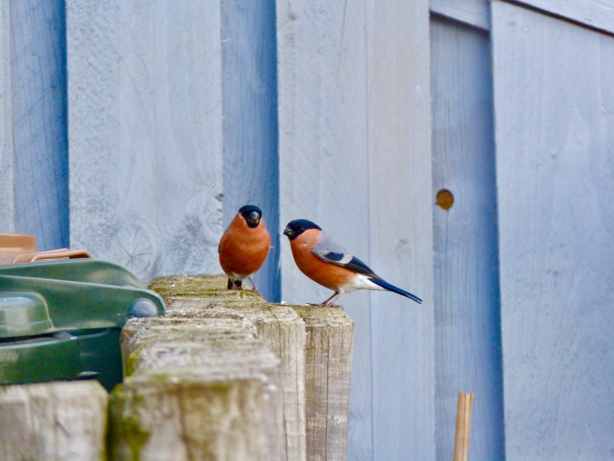student_enviro's tweet photo. Love seeing these guys in the garden.. just stunning, gorgeous birds!
#birdwatching #Winterwatch #BirdsofTwitter #bullfinch #BigGardenBirdWatch #NaturePhotography #nature https://t.co/AfPwvsGKnX