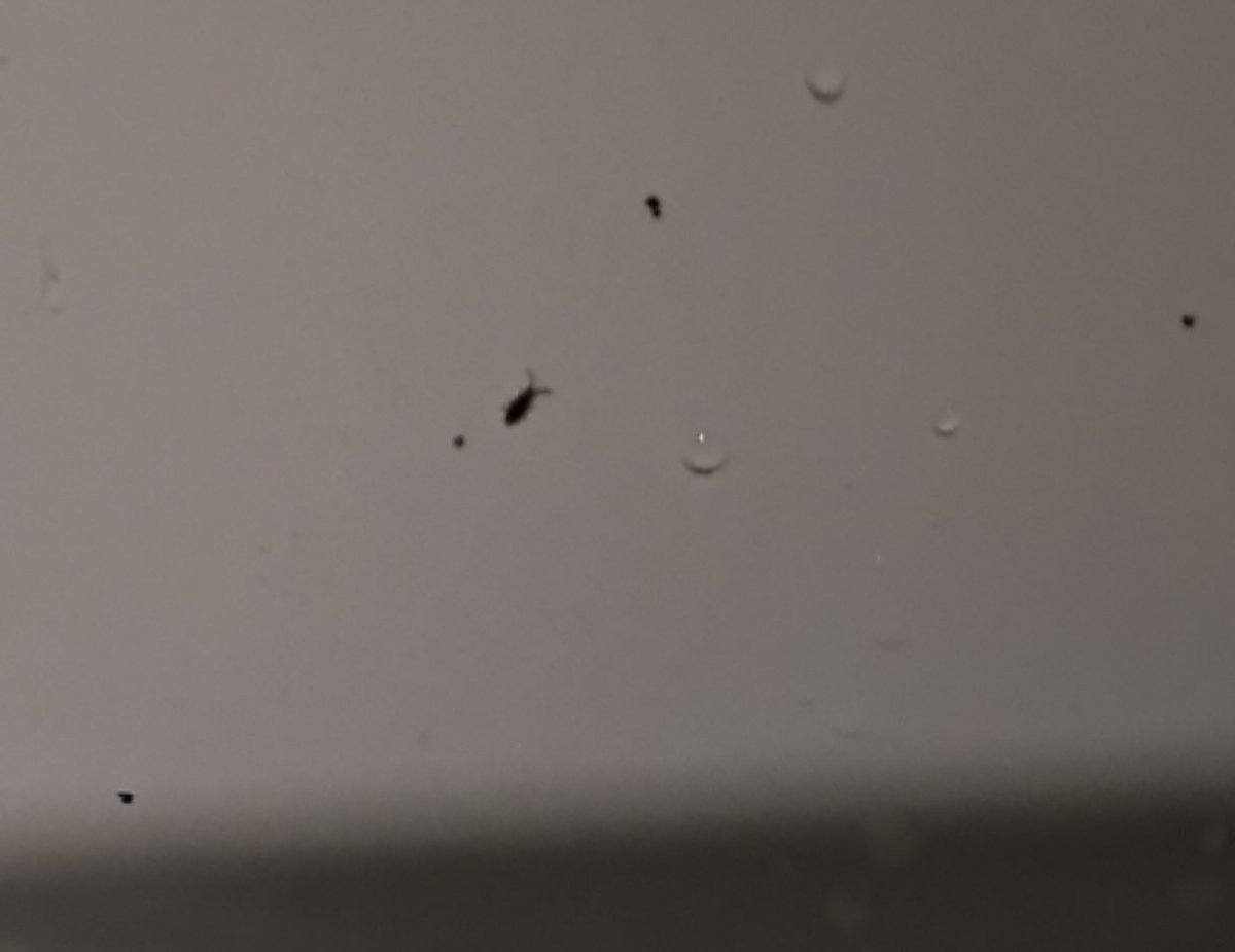 CindyMoreviews's tweet photo. Anyone know what these are - we have narrowed down to two things - but pest controllers don’t know and Google leads astray. I’m my sons unit in bathroom and kitchen.
In reality the size is like a sugar grain or pepper speck.#pestcontrol #bugidentify https://t.co/LauKrwr32f