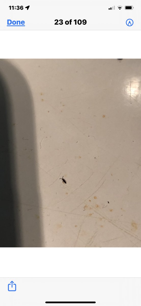 CindyMoreviews's tweet photo. Anyone know what these are - we have narrowed down to two things - but pest controllers don’t know and Google leads astray. I’m my sons unit in bathroom and kitchen.
In reality the size is like a sugar grain or pepper speck.#pestcontrol #bugidentify https://t.co/LauKrwr32f
