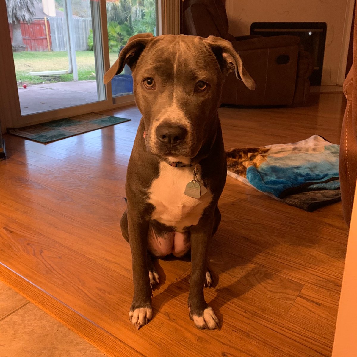 Orbit98's tweet photo. Sitโฆ.stayโฆโฆkibble time! ๐๐พ๐ถ๐พ๐ถ๐พ๐ถ
#dogs #DogsofTwittter #CatsOfTwitter #pitbull #pitbullcrew ##gfm #kibbletime https://t.co/TsNQuIXXyE
