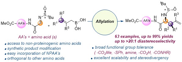 Happy to share our first paper in Chemical Science on Introducing unnatural amino acids at the N-terminal position of peptide chain through diastereoselective allylation. @ChemicalScience #MyFirstChemSci
Incredible efforts by @ask_samrat & @GANESHKARAN16 for the last three years.