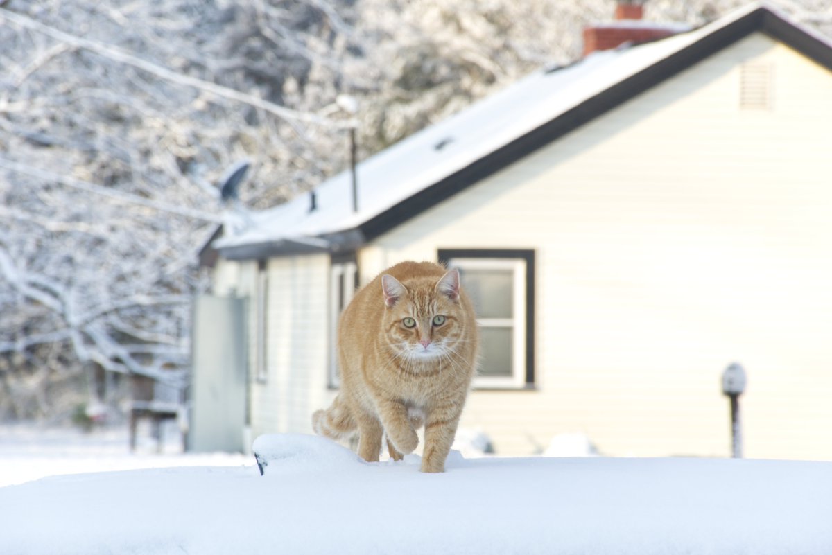 paclanton's tweet image. My boy "Orange." He was exploring the snow and found the top of my car as a perch. #MyShadow #CatsOfTwitter