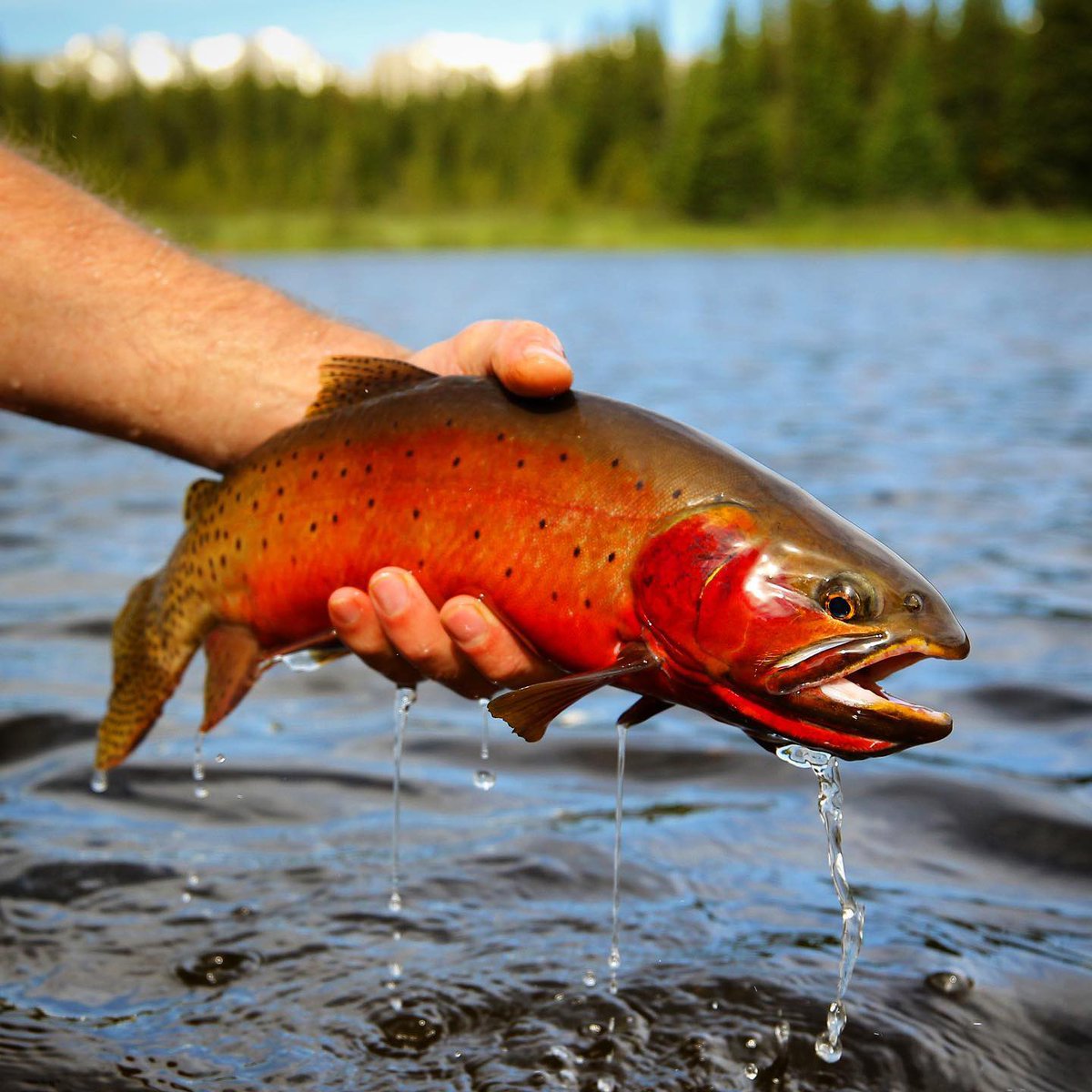 repyourwater's tweet image. Who else is already looking forward to warm summer days in the high country?!

#RepYourWater #FishExploreConserve #FlyFishing #Explore #fishing #flyfish