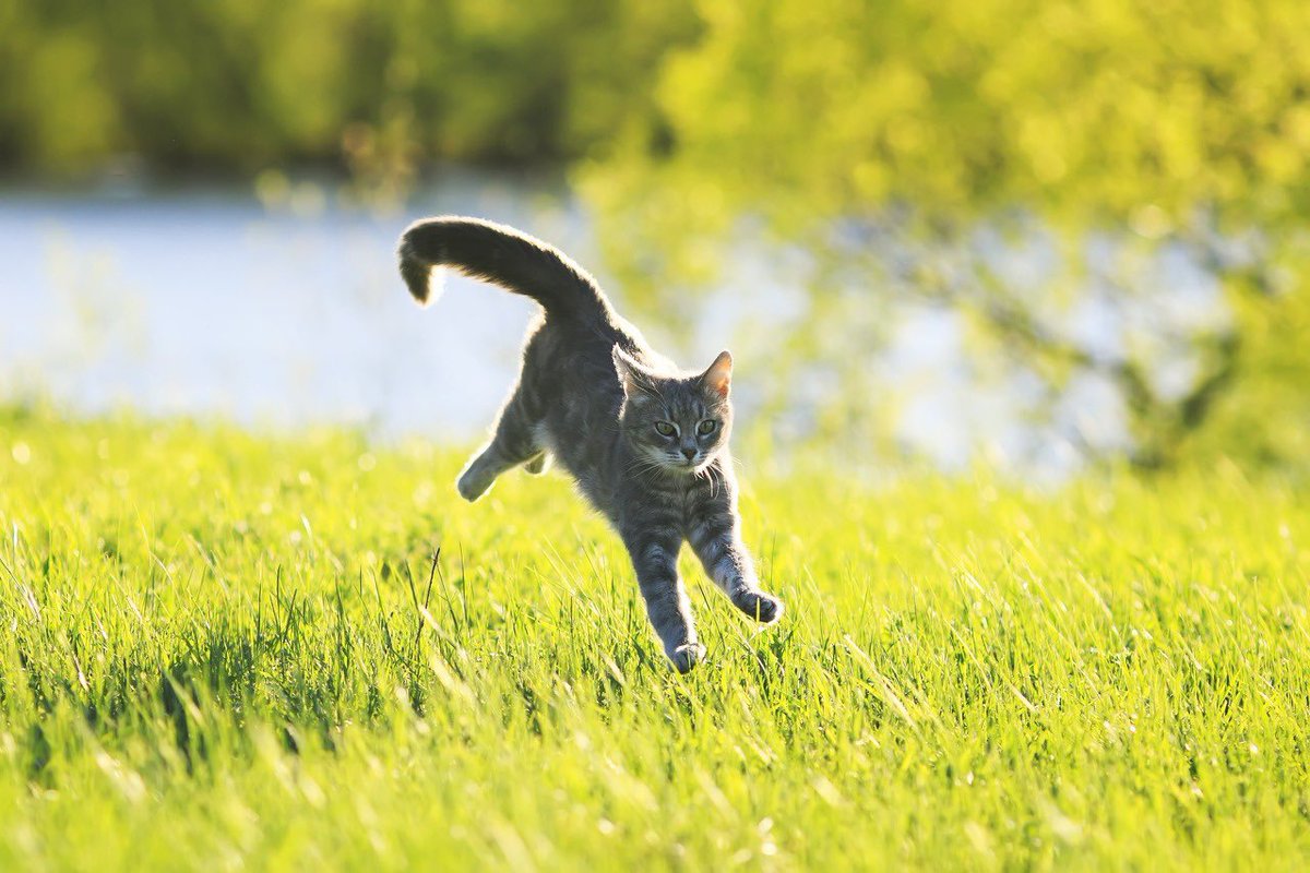 Включи кот бегать. Кот бежит. Кошка бежит по траве. Коты бегут. Рыжий кот бежит.