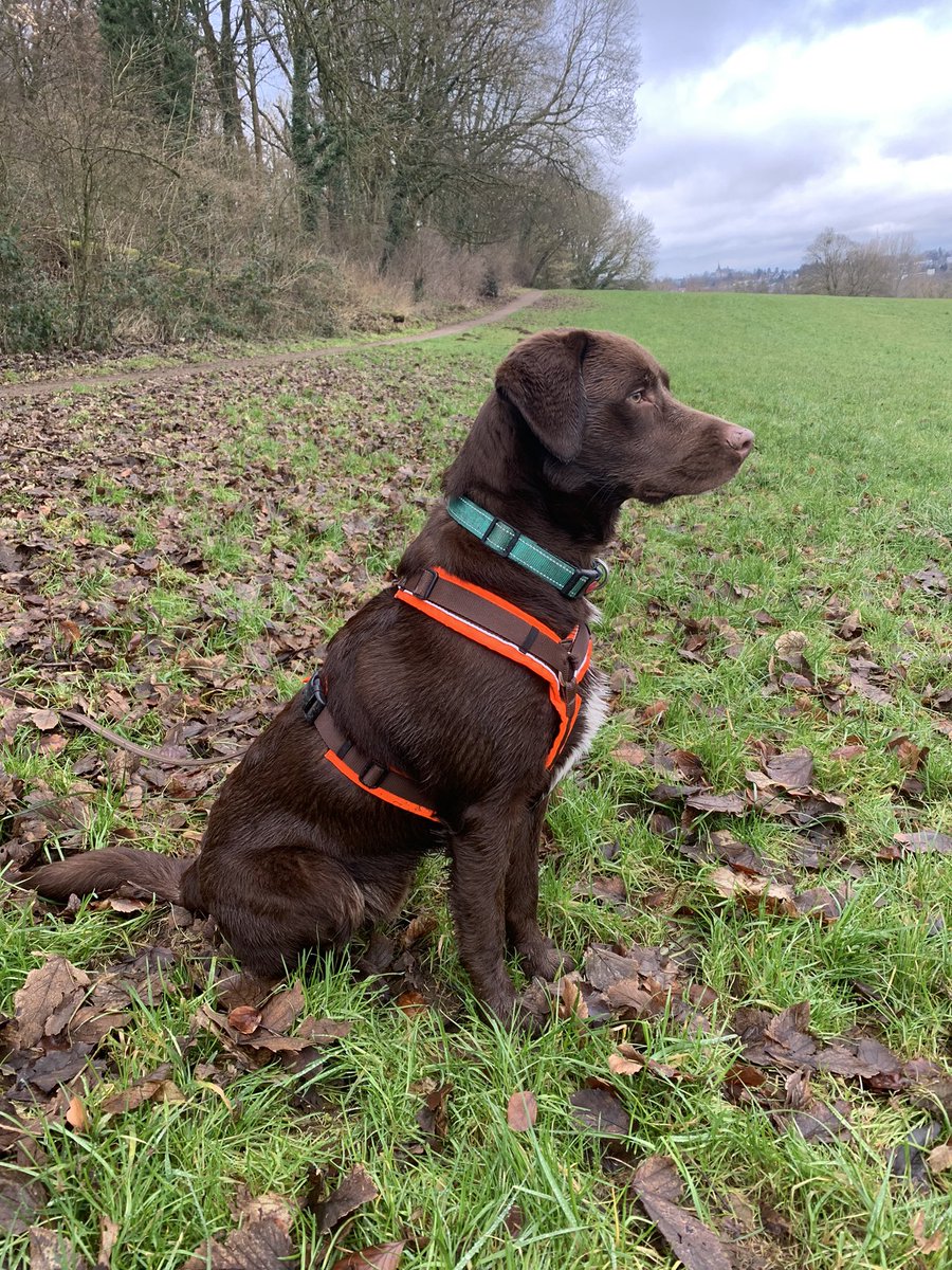LilyMargret77's tweet photo. #dogsharing ist eine wirklich gute Alternative zum eigenen #Hund. Wir sind sehr glücklich über #hundelieb recht schnell und dauerhaft einen passenden Hund (samt Familie) gefunden zu haben, mit dem man auch richtig trainieren kann. https://t.co/MYIOuLqmSC