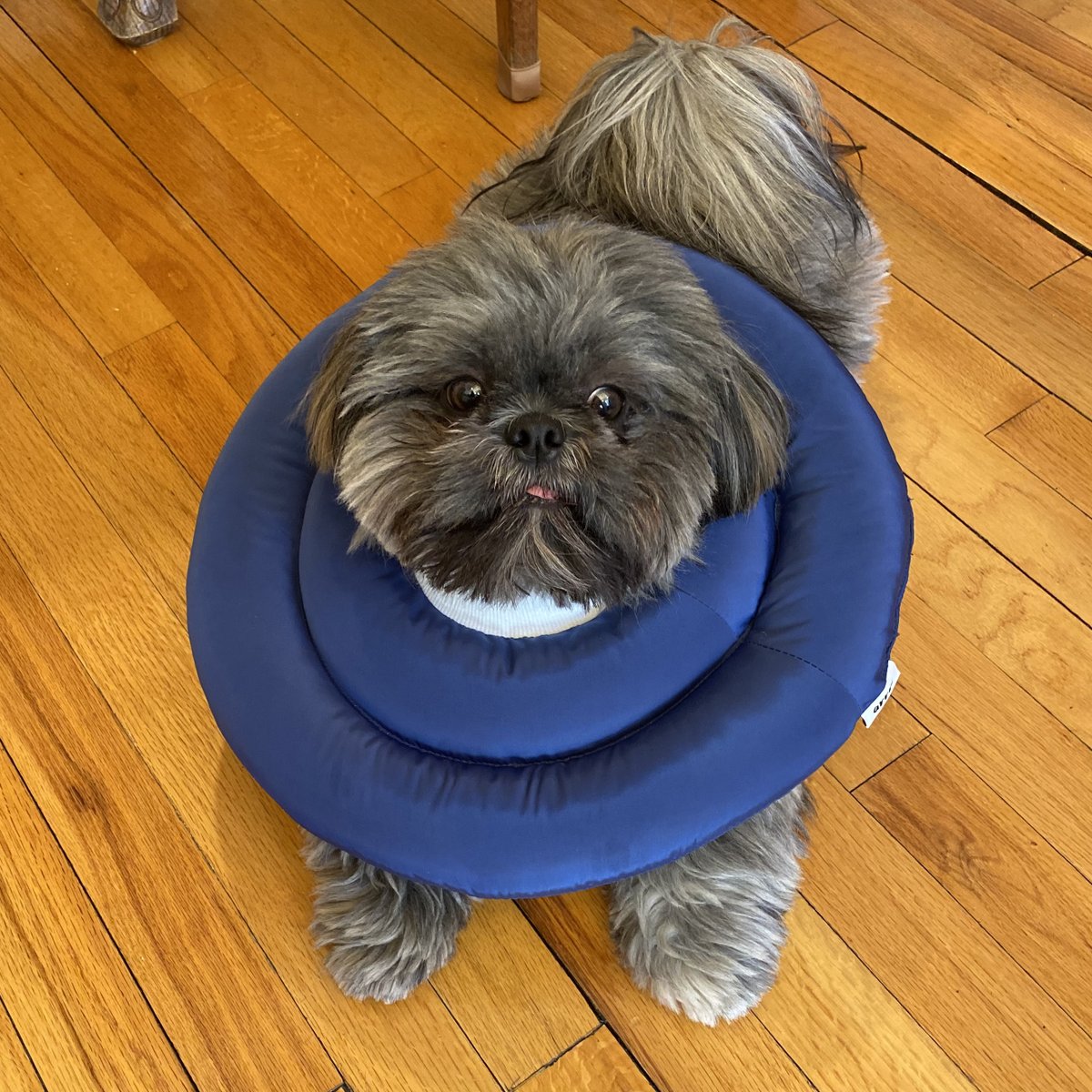 TheBigOrdeal's tweet image. Puck had surgery last week and we need to keep him from worrying his incision. While not quite the #ConeofShame the #RingsofSaturn definitely limit his activity, if not his cuteness!
#CancerPawsitivity