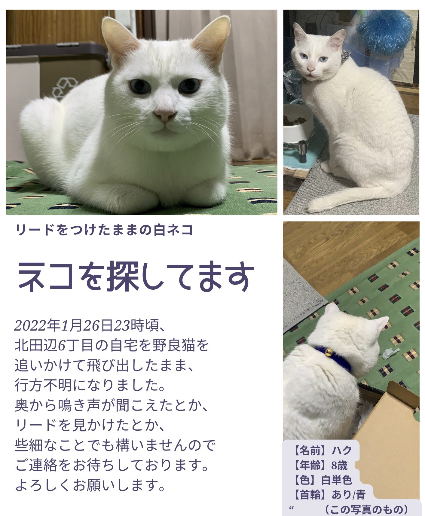 ハク 猫 探しています 大阪 白竜 Hakuryu Twitter