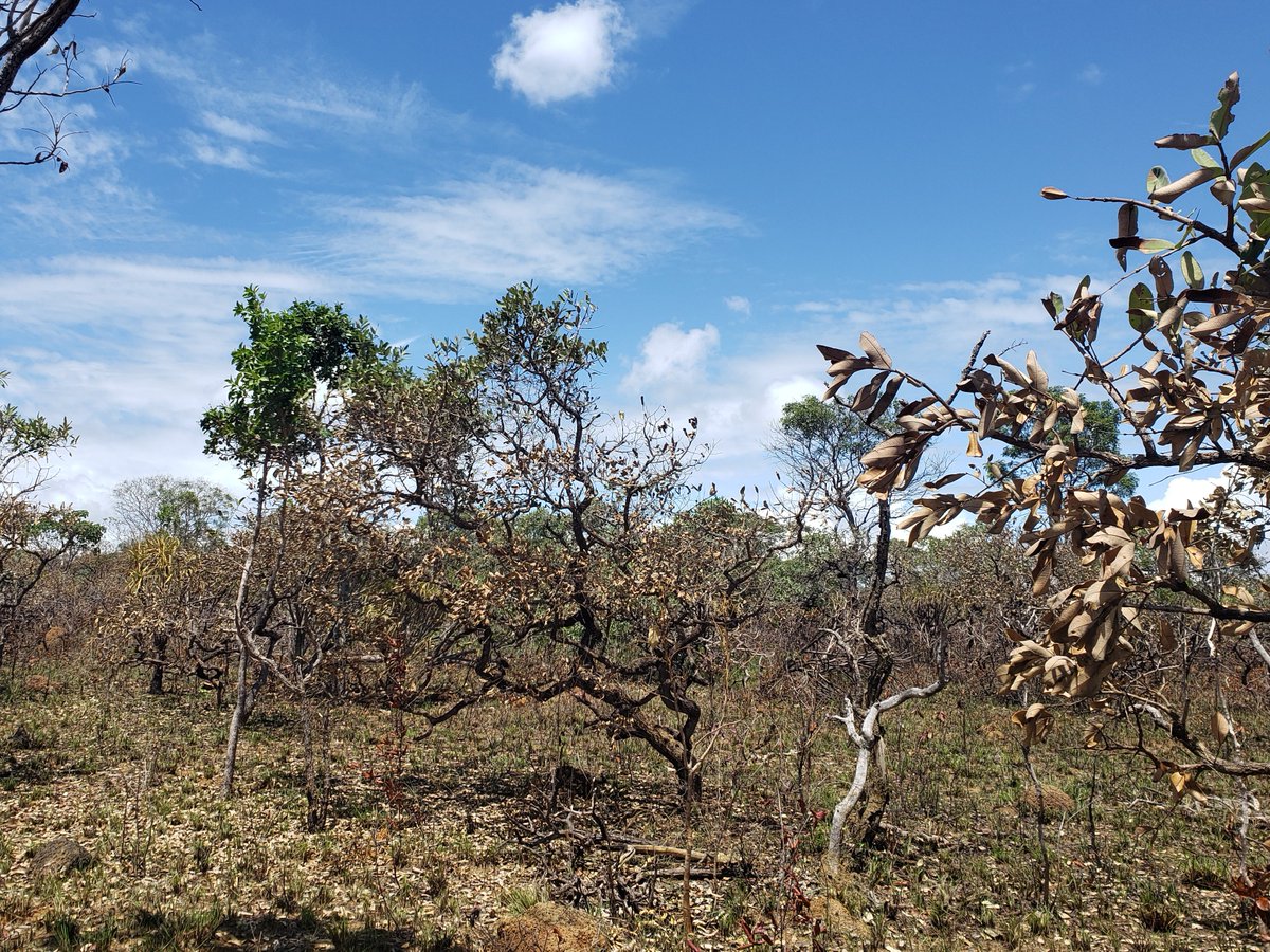 Gomes_Letiiciia's tweet photo. Determinants of the impact of fire in the Brazilian biomes https://t.co/wJoHrRBPIK https://t.co/vTZco383os