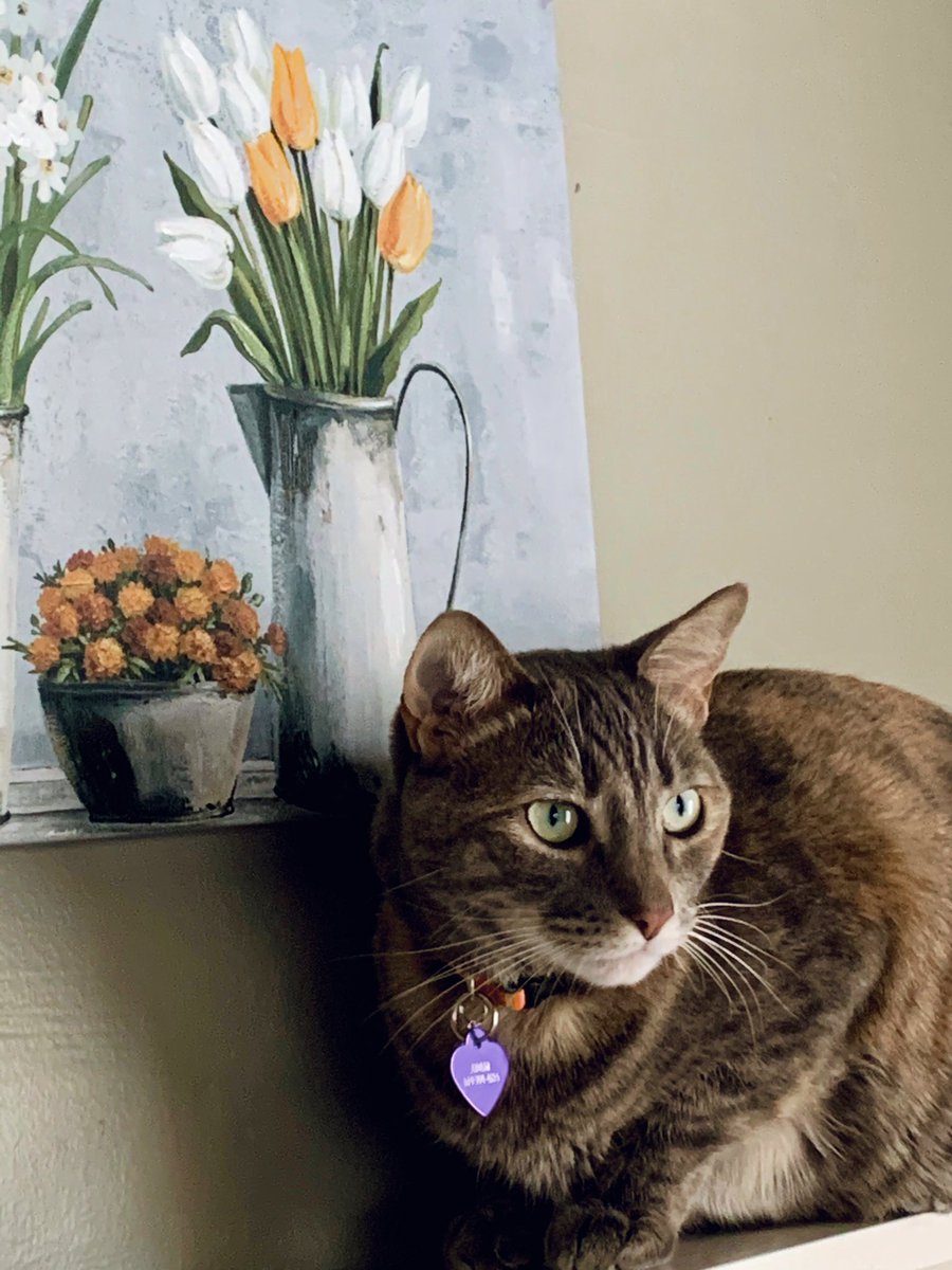 suziday123's tweet photo. Spring vibes 🍃🌷😻 #Caturday #Kitty #tulips #CatsofTwittter https://t.co/lnifnMnmUb
