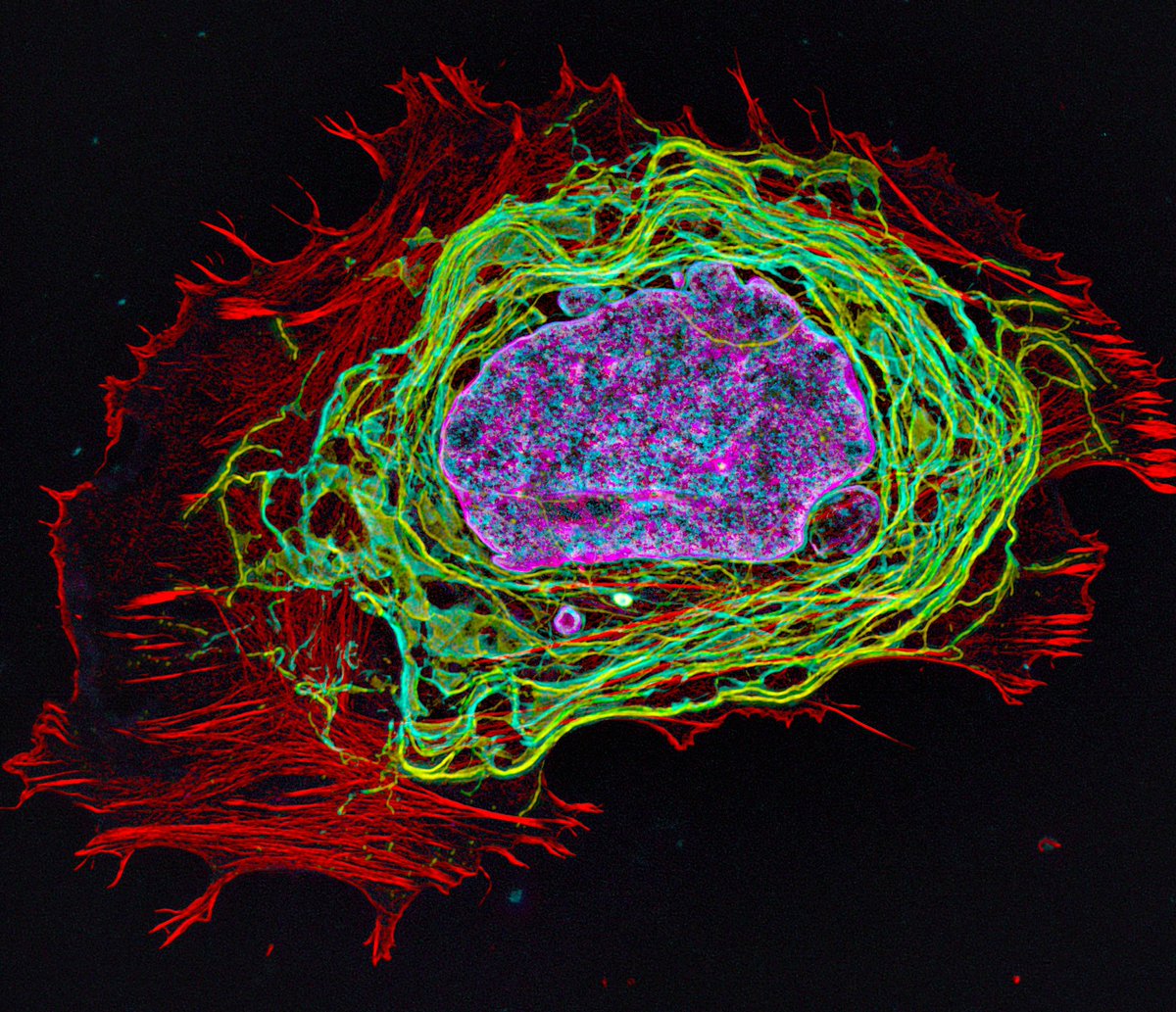 MAG2ART's tweet photo. A cell photographed through a microscope. DNA in the nucleus (purple), the endoplasmic reticulum (green), and  the actin filament cytoskeleton (red) are shown.
#Science #Biology #CellBiology #Art https://t.co/LxljBZwWpq
