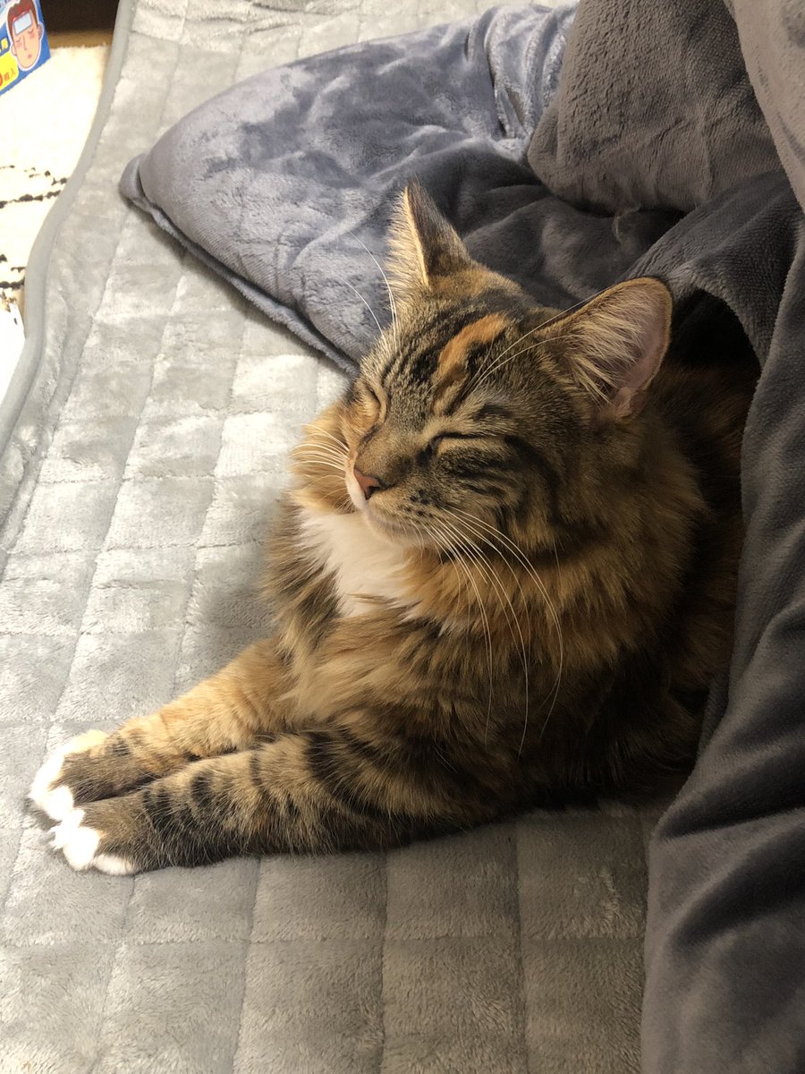 一回入るともう出られニャい こたつの虜になった猫さん ねこニュース