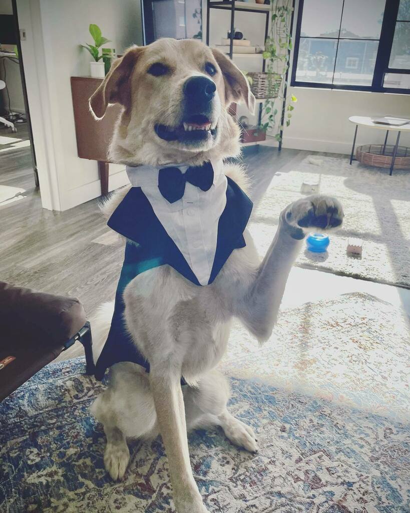 theJoshuaGlenn's tweet photo. We’ve hit that phase in training where you get to submit your poor pup to absurd humiliation in the form of handsome habiliments. Courtesy of couturier @nikowilson1. 
#fancydog #dapperdoggo #preppypup https://t.co/2p4oBMc12A https://t.co/BPeUPYtxVq