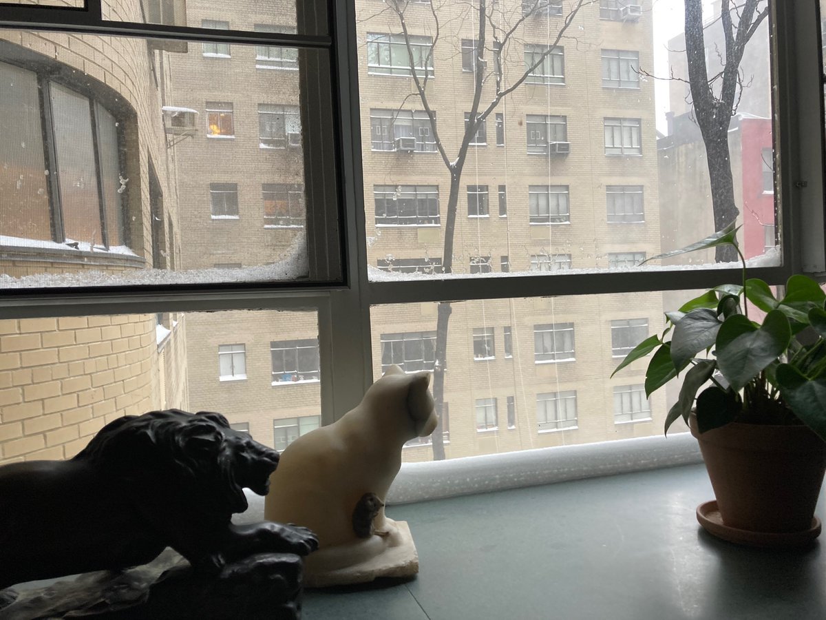 mcdiarmidlucy's tweet photo. Animals watching the snow. #New York #snow #notmuchsnow https://t.co/WEenSdh6KS