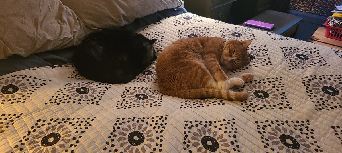 susanrichard's tweet photo. Hope everyone is doing 👍 in the ❄️ and are listening to @1010WINS 📻 for all the info. @realhousecatnyc Sydney and @goosecatofficl 🐈‍⬛🐈are practicing for the new #WinterOlympics sport: synchronized sleeping 😴. #caturday #realhousecatsofny https://t.co/GrWdxFZXQw