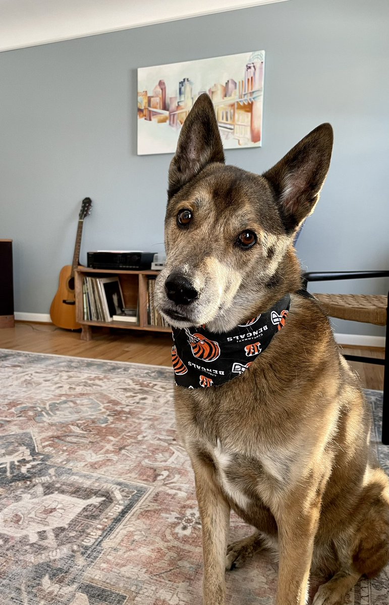 lucybluepizza's tweet image. Hey Andersonians, Owen wanted to personally let you know that Lucy Blue will be opening at 2PM tomorrow! Plenty of time to pick up some zaaa for the big game! #WhoDey #pizzadogs #dogsofanderson #lucybluepizza #lucyblue42huthuthike @Bengals 
*styled by You Dirty Dog