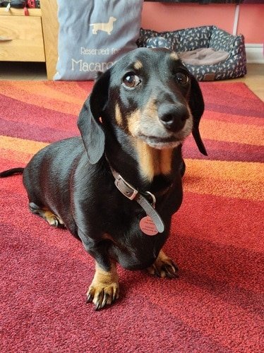 oldiesclub's tweet photo. Macaroon is now available for rehoming 💜
https://t.co/xCTK1BvSLg https://t.co/r2fqYzfoHq