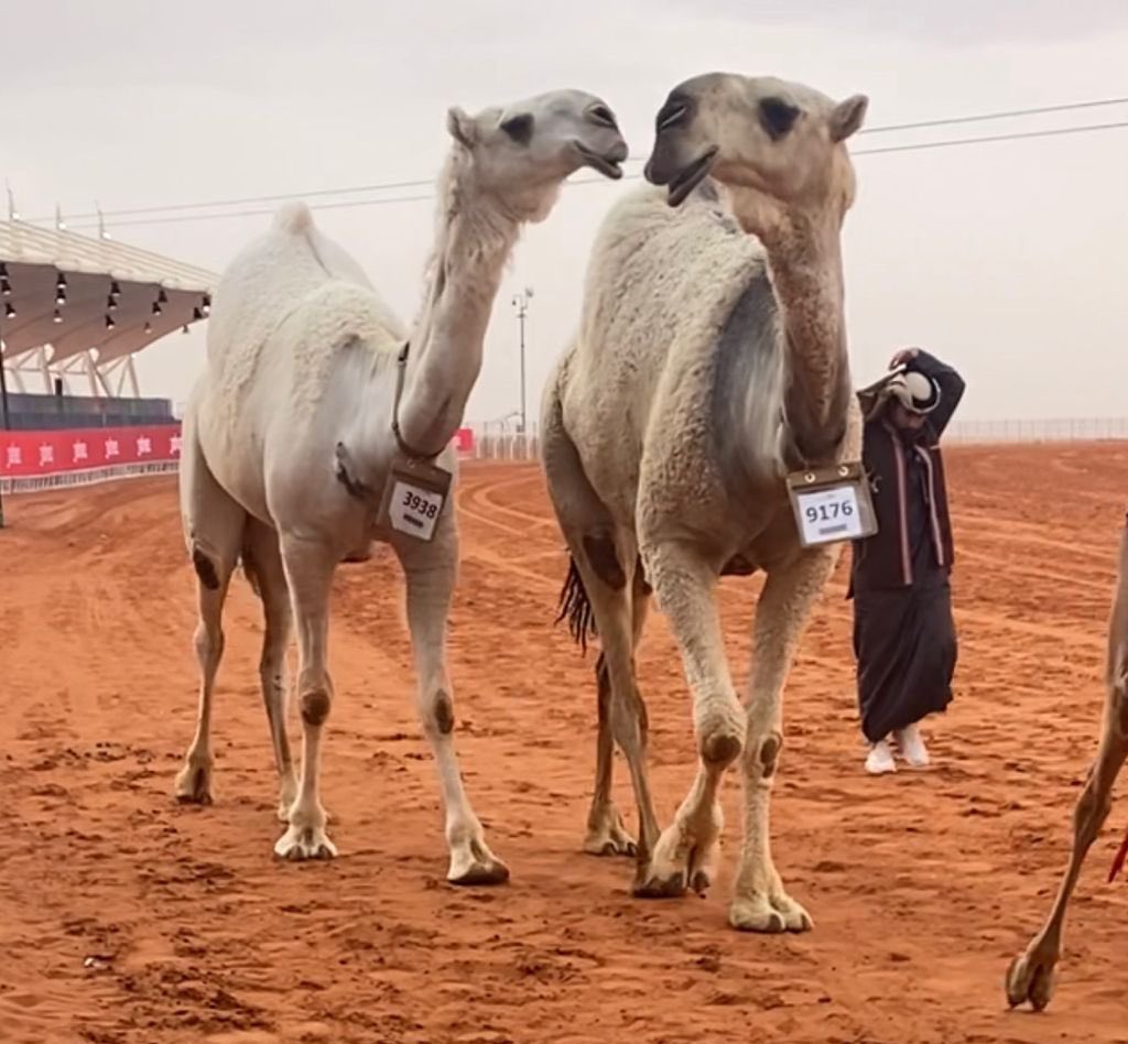 صوره توضح الفرق الكبير بين نجد و رعاده 

نجد = خليفة خزامه