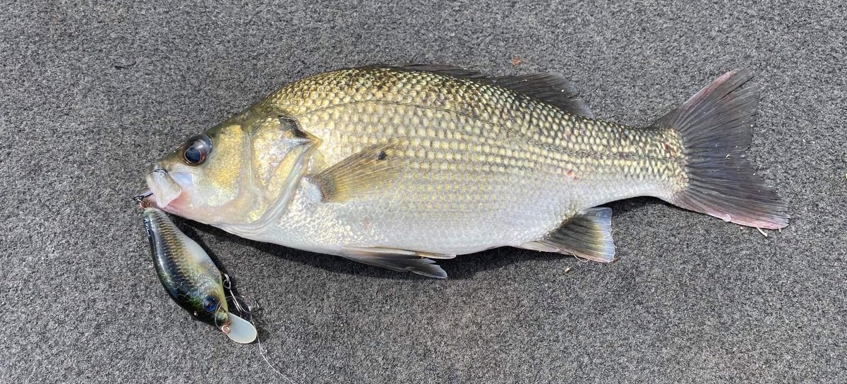 CustomRyans's tweet image. Handmsde balsa fishing lures