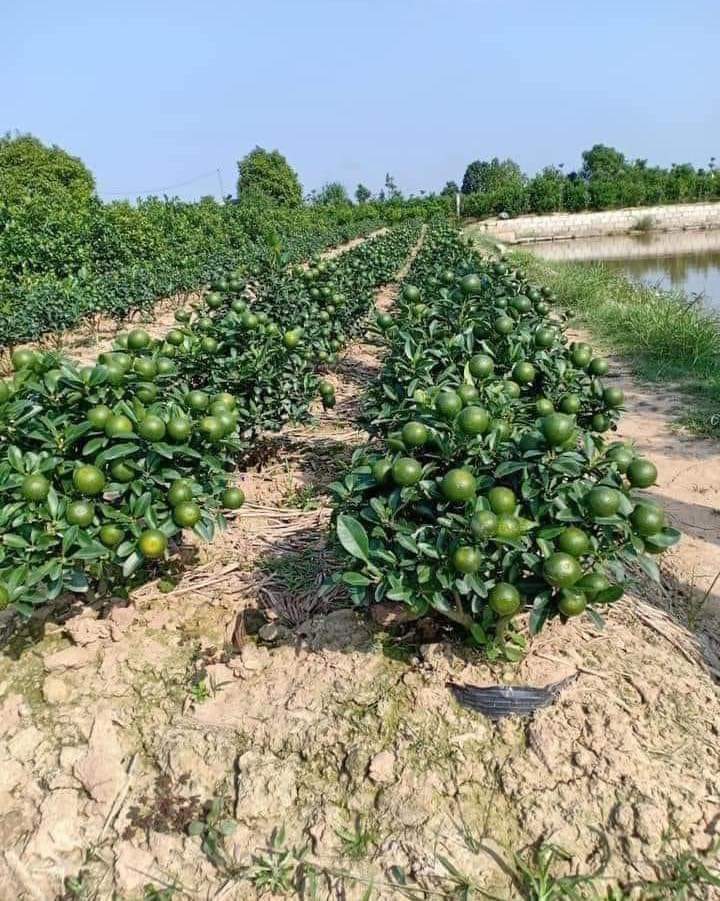 Sib7670's tweet photo. C'est pas compliqué, c'est pas difficile, juste une question de patience et de bonne stratégie. 

Un Africain, un espace agricole. https://t.co/9CDnkvYghz